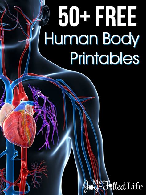 Discover the muscle anatomy of every muscle group in the human body. 50+ FREE Human Body Printables - My Joy-Filled Life