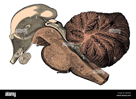 Third And Fourth Ventricles Of The Brain Stock Photo Alamy