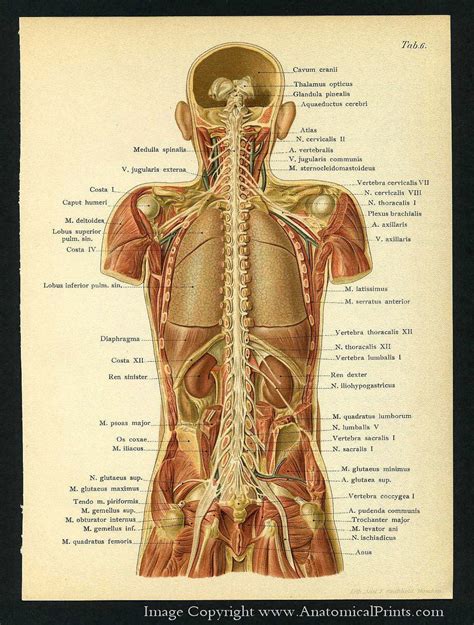 Human organs diagram parts rhworthpointcom human organs diagram back view and. 1905 Human Anatomy Antique Print Brain Spine by APrints on ...