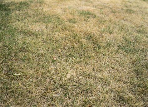 Lawn Problems And How To Fix Them Bob Vila