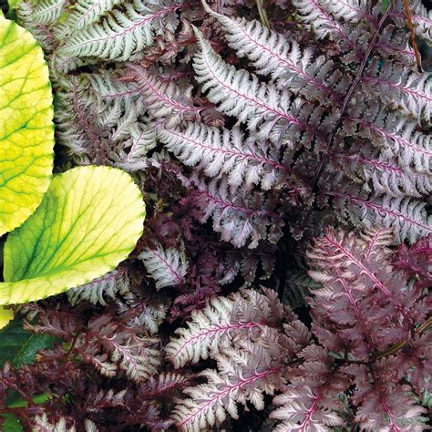 From flowers to ferns, choose from our they're tropical so if you live in a cool climate, put them in pots so they can be brought indoors and enjoyed as a houseplant over the winter. Hardy Perennials - Mixed packs of 10 x 1 - 2 litre pots ...