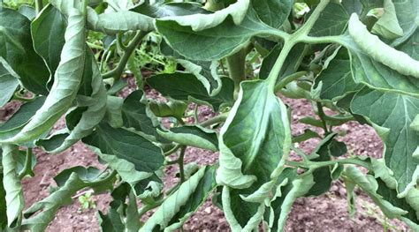 Tomato Leaf Curl Growing Advice From Rocket Gardens