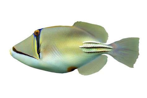 Tropical Coral Fish Picasso Triggerfish Rhinecanthus Aculeatus Isolated
