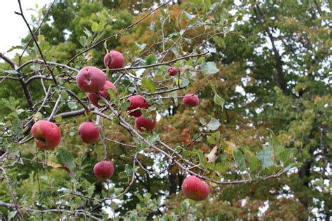 Jenns Random Scraps Apple Orchard