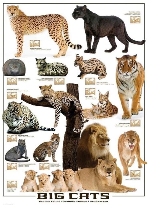 Big Cats Poster Big Cat Species Big Cats Art Wild Cats