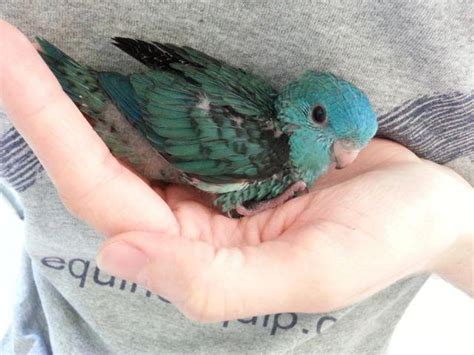 Turquoise Lineolated Linnie Linnies Parakeet For Sale In Enola Pa