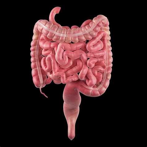 Human Intestines Photograph By Sebastian Kaulitzkiscience Photo