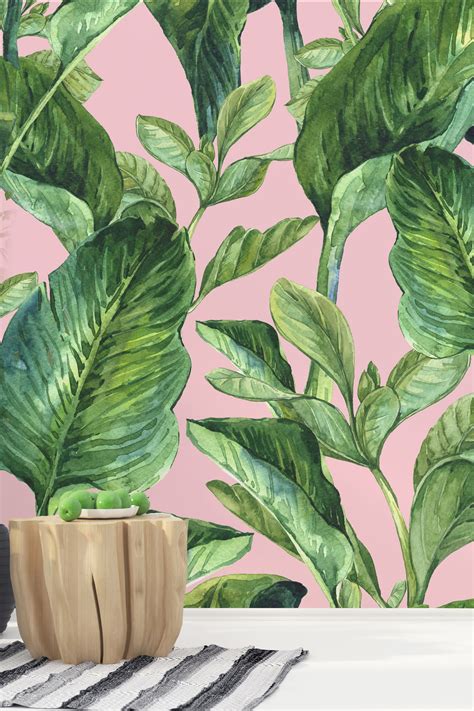 Download Banana Leaves Pink Wallpaper By Veronicao55 Houseplant