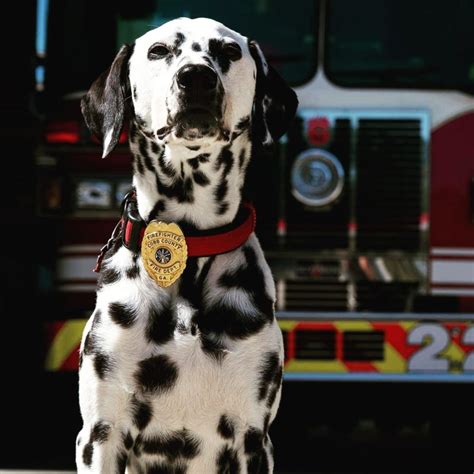 Firefighter Gives Emotional Goodbye To His Best Friend And Therapy