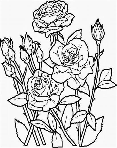 Bunga Gambar Mewarnai Mawar Untuk Lomba Warna