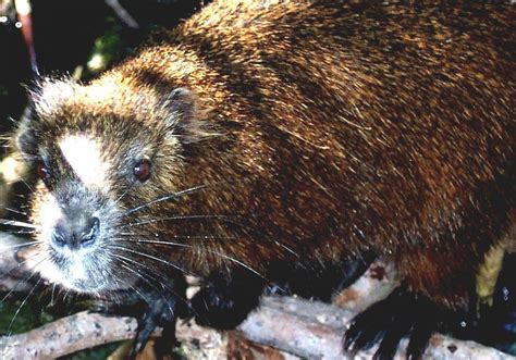 List Of Mammals Of Florida Florida Rodents