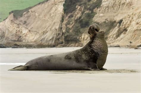Northern elephant seals take deep dive sleeps to escape predators