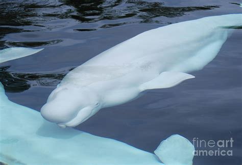 Beluga White Whale Swimming Underwater With A Second Male Photograph By