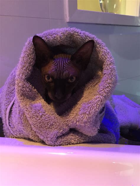 A Cat Wrapped In A Towel Sitting On Top Of A Sink