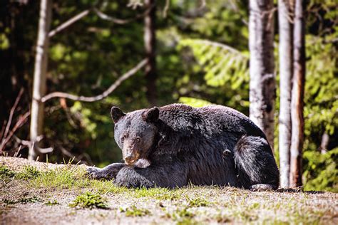 Resting Bear Photograph By Lo App