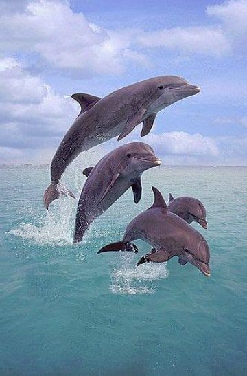 Imagenes De Delfines En El Mar Saltando Delfines Delfines En El Mar