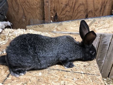 Flemish Giant Rabbits For Sale | Garrettsville, OH #286089