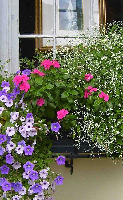 More Memories From Charleston Sc Window Box Flowers