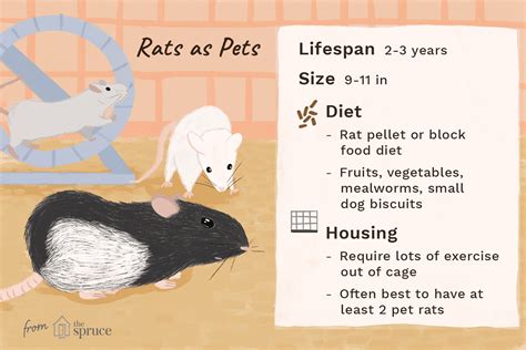 The veterinarians at spruce avenue pet hospital provide care for all pets in the san francisco area. Keeping and Caring for Pet Rats