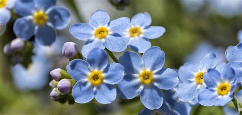 It will only be complete upon one of the following conditions: Easter Forget-Me-Not Pots