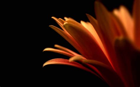 Download Minimalist Macro Flower Photography Wallpaper