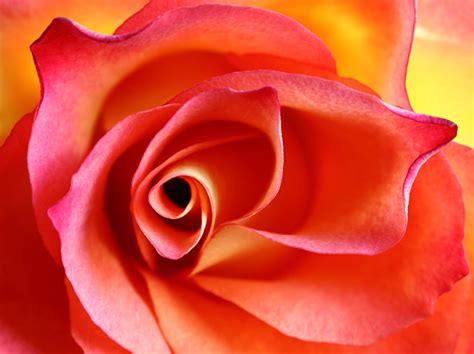 Stunning Flowers In Close Up Macro Floral Photos Abc News