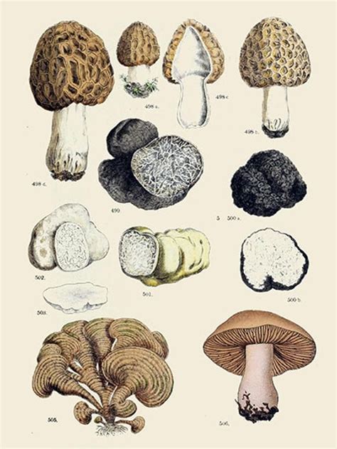 Mushroom Identification Charts Botanical Illustrations Artofit