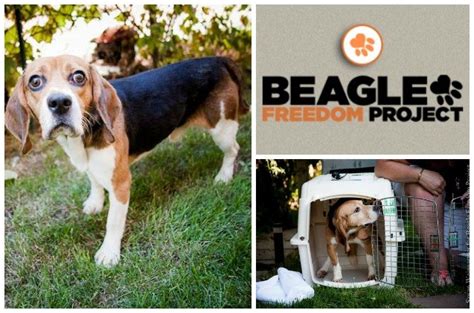 Shelter Spotlight Beagle Freedom Project Petguide