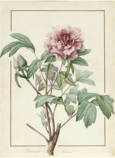 Pierre Joseph Redouté Illustration Botanique Botanical Illustration