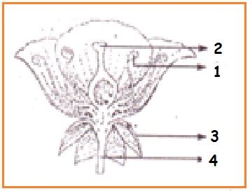 Gambar tanaman jagung dan bagian bagiannya halo sobat pada kesempatan ini admin ingin berbagi postingan tentang gamba. gambar bunga sempurna dan bagiannya