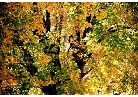 Maria Barnowl Photography Autumn Colors