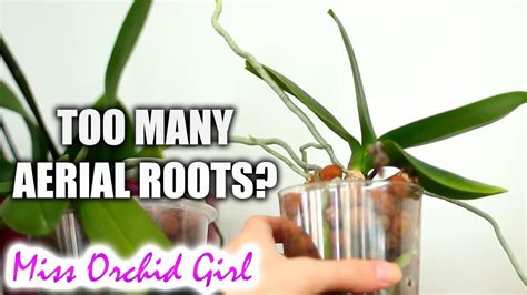 Hydrogen peroxide is used by many orchid lovers for a very long time. Orchid Q&A #9 | Aerial aerial roots, reusing hydrogen ...