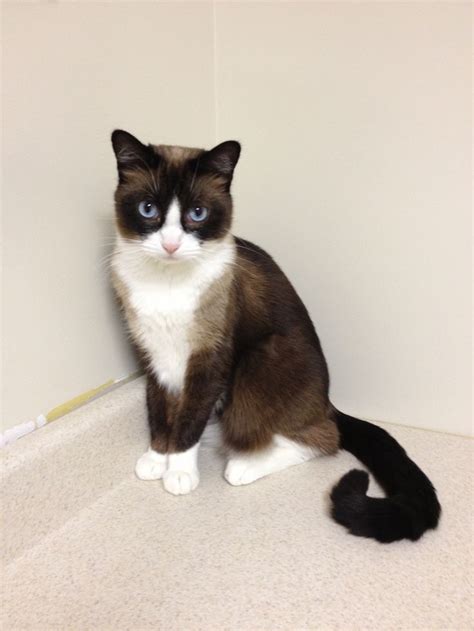 Snowshoe Cat Breeds Cute Cats And Kittens Snowshoe Cat