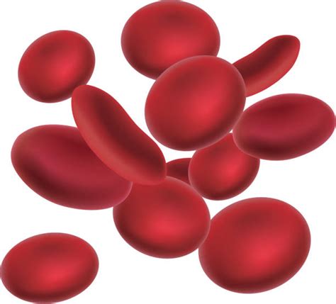 Red Blood Cell Clip Art Vector Images And Illustrations Istock