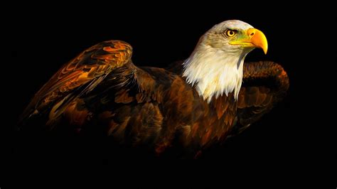 Beak Predator Beautiful Bird Eagle Coolwallpapersme