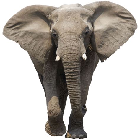 Elephant Walking Png Image Purepng Free Transparent Cc0 Png Image