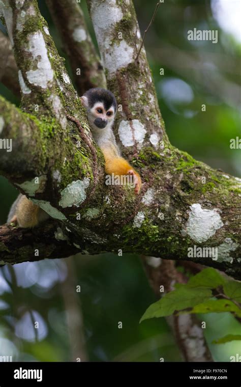 Common Squirrel Monkey Saimiri Sciureus In The Canopy Osa Peninsula