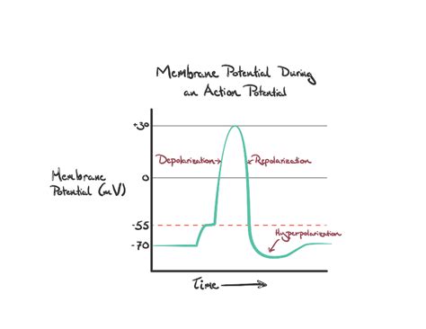 Neuron Action Potential Diagram