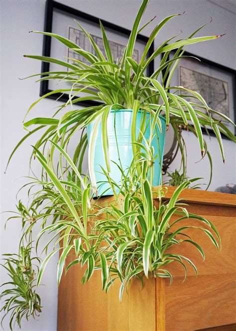 House Plant Spider Plant Indoor Plants Easy Care Plant Etsy Israel
