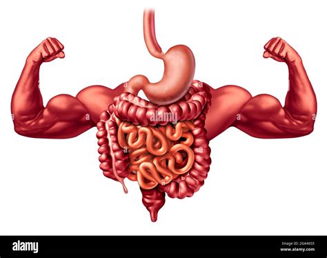 Of Large Intestine Hi Res Stock Photography And Images Alamy