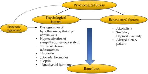 The Relationship Between Psychological Stress And Bone Health