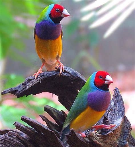 Pin By Kaye Frohardt On Parrotfinches Finches Bird Wild Birds