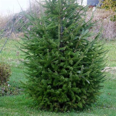 10 Types Of Real Christmas Trees To Celebrate The Holidays