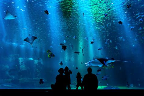 Discover The National Aquarium Located In The Heart Of Baltimore The