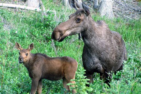For $200 you can sponsor a dog or $150 sponsors a cat. Moose / Elk Facts and Adaptations - Alces alces