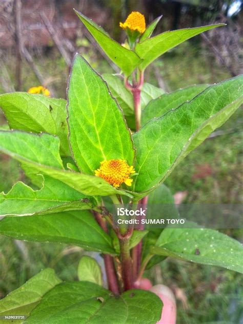 Spilanthes Paniculata Plant Or Subang Grandma Flower Stock Photo