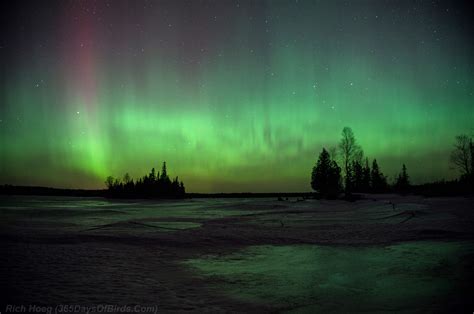 Minnesota Northern Lights Viewing And Photography 365 Days Of Birds