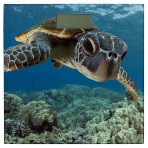 hawaiian green sea turtle bathroom scale found this loving turtle photo while browsing sea