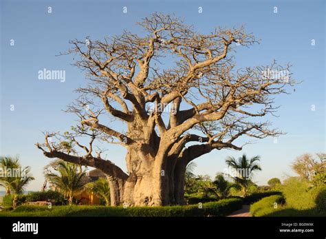 Baobab Tree Senegal Stockfotos And Baobab Tree Senegal Bilder Alamy
