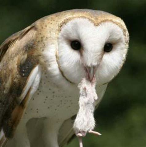 Mata menghadap kedepan, merupakan ciri yang mudah dikenali. Paling Bagus 22+ Gambar Burung Hantu Owl - Richa Gambar
